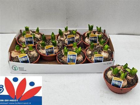 <h4>** Hyacin White Pearl Schaal * Spring Deal*</h4>