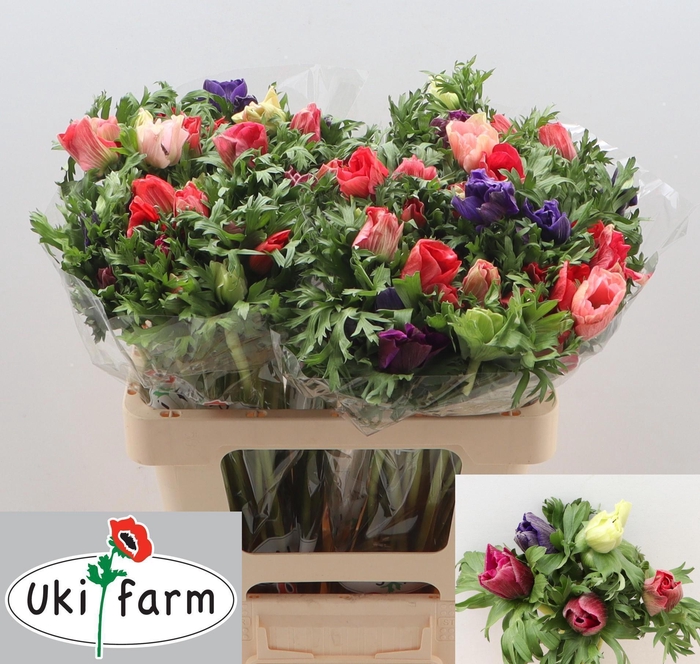 <h4>ANEM GEM BS</h4>