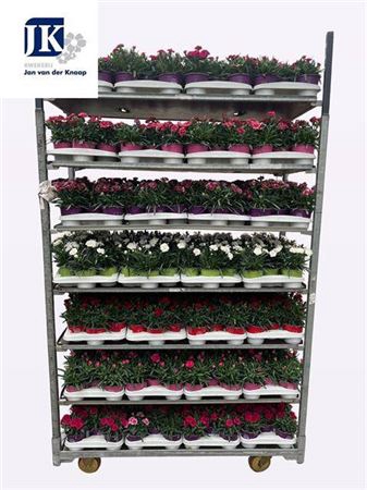 Dian Mixkar 6 Kleur 1 Klr Per Tray