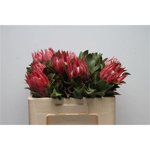 PROTEA CYNAROIDES 'MADIBA'