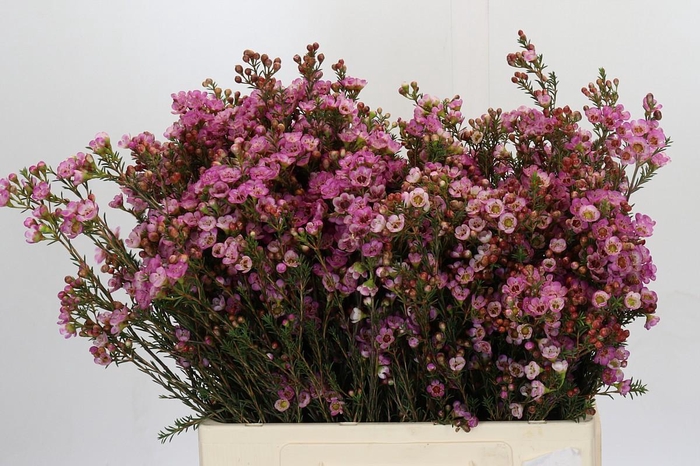 <h4>Chamelaucium Adi</h4>