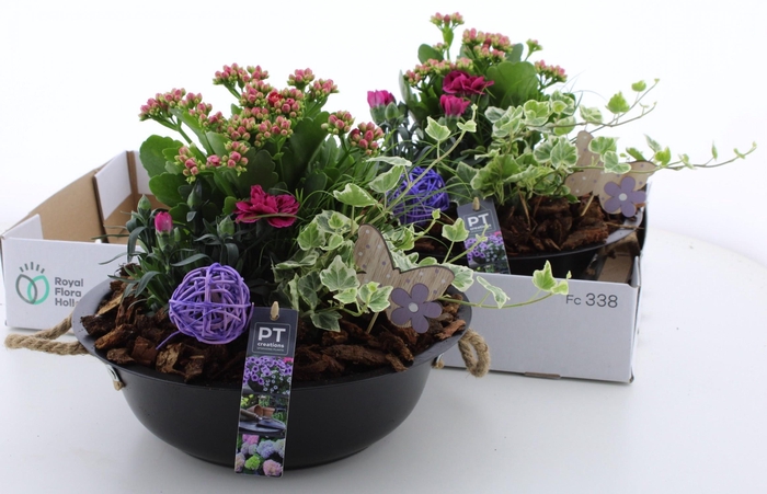 <h4>ARR TUINPLANTEN</h4>