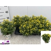 CHRY GARD YELLOW