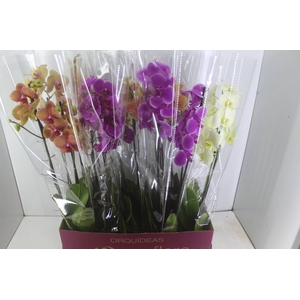 PHALAENOPSIS P12 2 HT