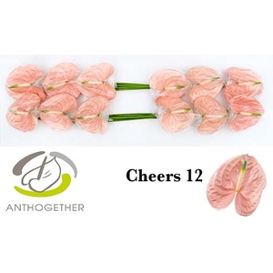 Anthurium Cheers