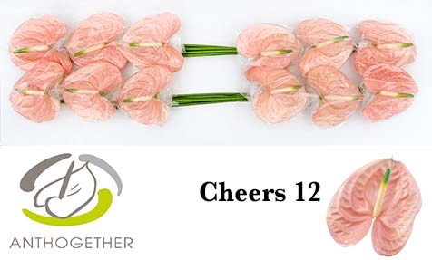 <h4>Anthurium Cheers</h4>