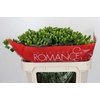 Hypericum Jungle Romance Spray