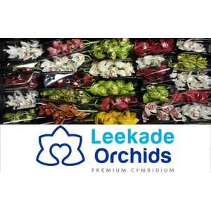 CYMB MI MIXED Leekade X25