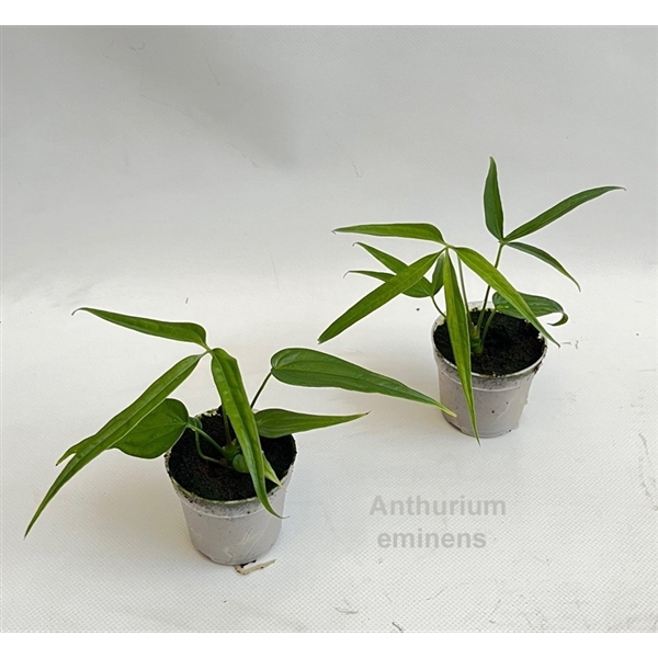 <h4>Anthurium eminens 7cm</h4>