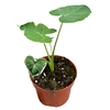 Alocasia