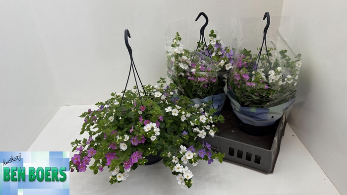 <h4>SUT TRIXI FALLS</h4>