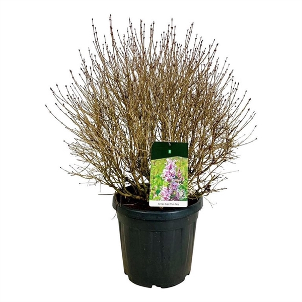 <h4>Syringa 'Sugar Plum Fairy'</h4>