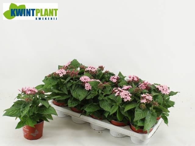 <h4>PENT GRAFFI LAVENDER</h4>