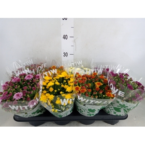 Chrysanthemum   ..mix 5