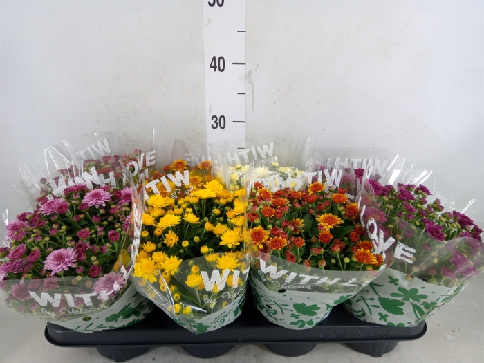 <h4>Chrysanthemum   ..mix 5</h4>