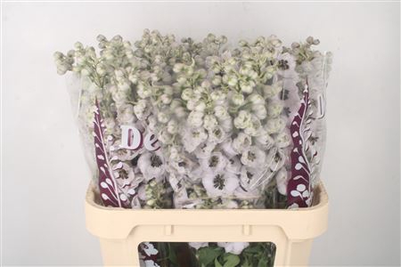 <h4>Delph El Dewi Spijker White Black Centre</h4>