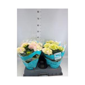 Hydrangea mac. 'Hi Diamond'