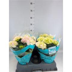 <h4>Hydrangea mac. 'Hi Diamond'</h4>