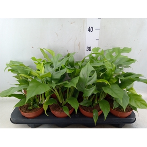 Rhaphidophora tetrasperma