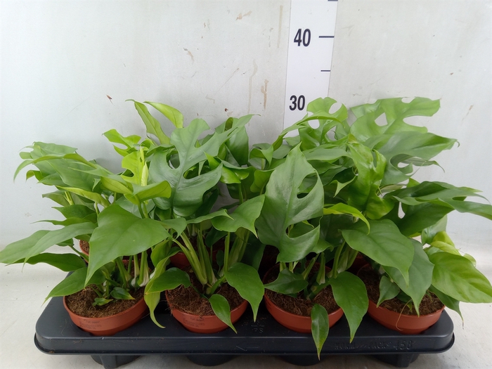 <h4>Rhaphidophora tetrasperma</h4>