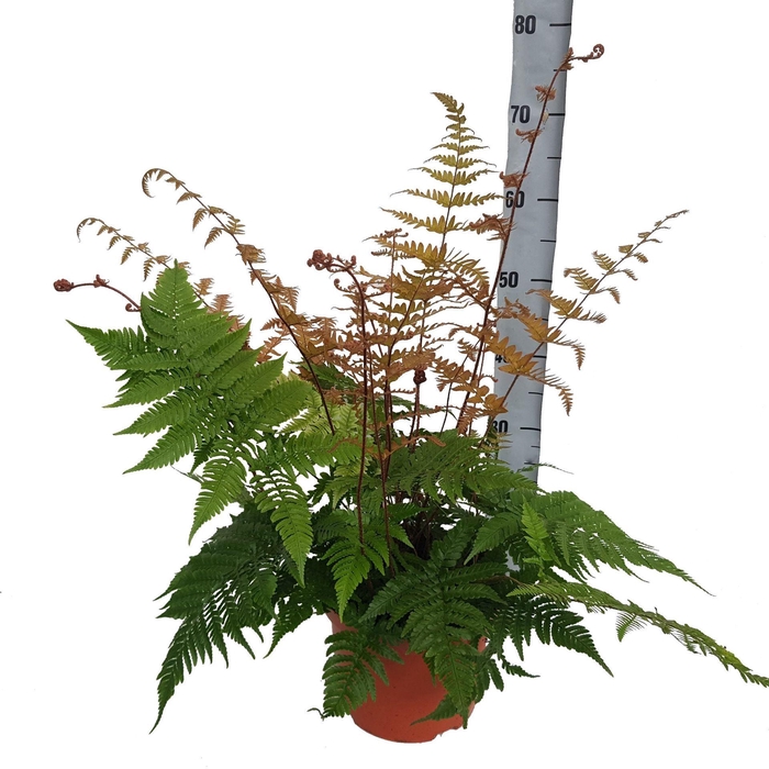 <h4>Dryopteris erythrosora</h4>
