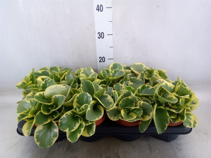 <h4>Peperomia obt. 'Variegata'</h4>