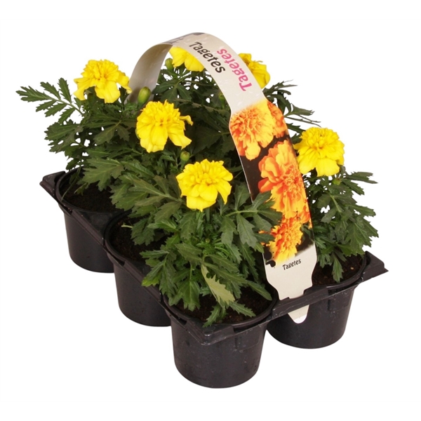 <h4>Tagetes Patula geel 6p</h4>