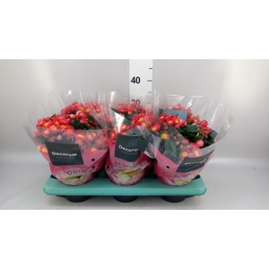 Begonia elat. HL 'Valentino Pink'