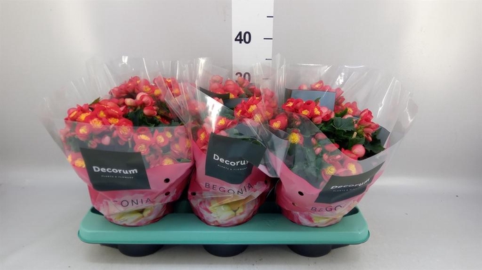 <h4>Begonia elat. HL 'Valentino Pink'</h4>
