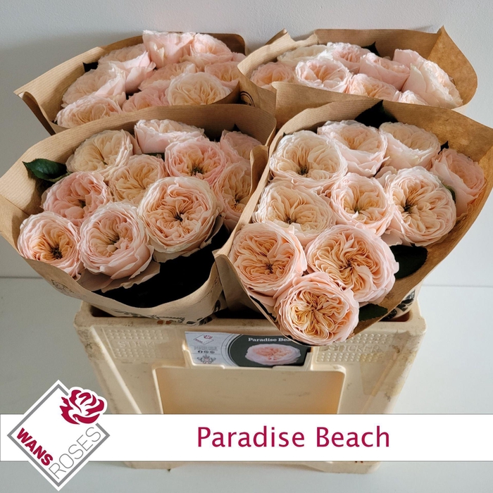 <h4>ROSA KL 'PARADISE BEACH'</h4>