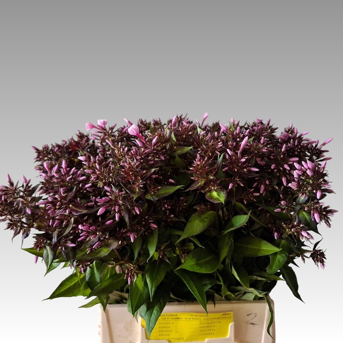 <h4>PHLOX P BRI EYES</h4>