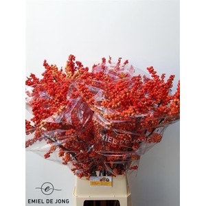 ILEX VE OUDIJ ORANGE