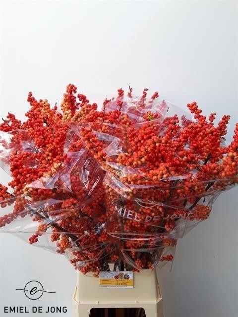 <h4>ILEX VE OUDIJ ORANGE</h4>