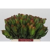Leucadendron Laurel Yellow