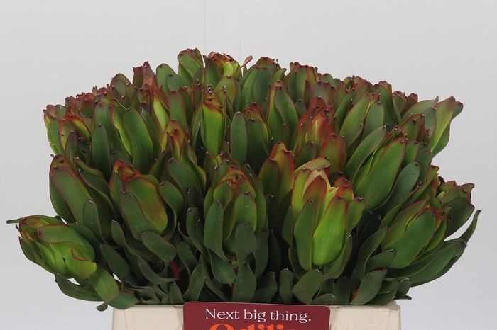 <h4>Leucadendron Laurel Yellow</h4>