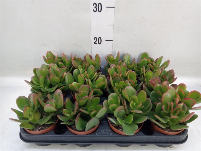 <h4>Crassula ovata 'Sunset'</h4>