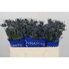 Eryngium Blue Dynamite