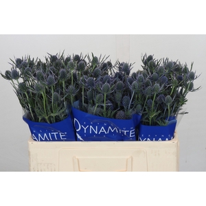 Eryngium Blue Dynamite