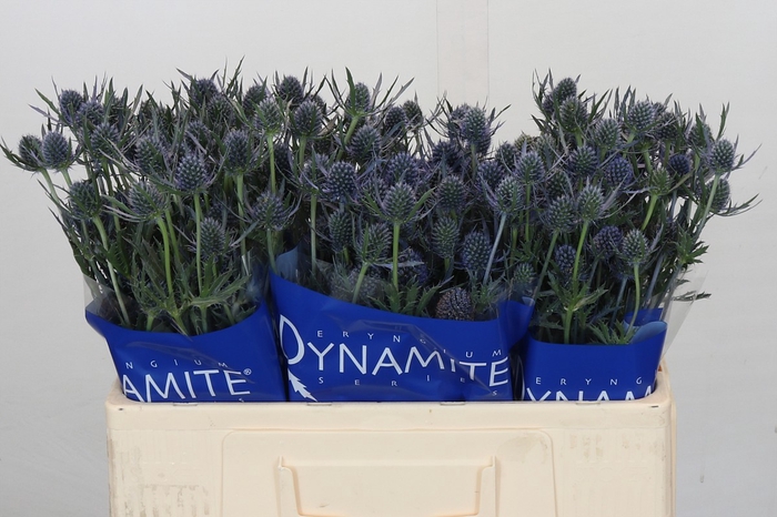 Eryngium Blue Dynamite