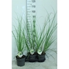 Cortaderia selloana Pumila