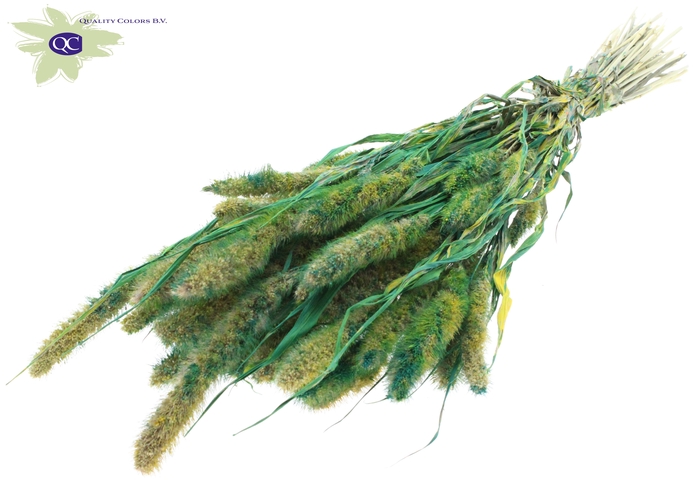 Setaria per bunch multicolour green