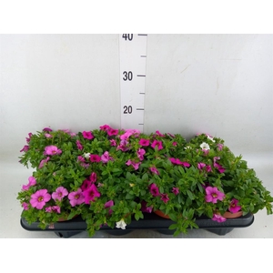 Calibrachoa  'CG Hawaiia'