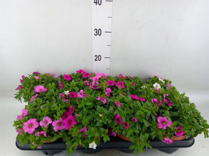 <h4>Calibrachoa  'CG Hawaiia'</h4>