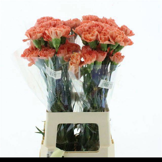 <h4>DI ST HERMES ORANGE</h4>