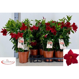 MANDE RIO GRANDE SCA