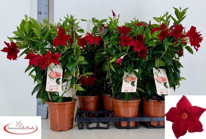 <h4>MANDE RIO GRANDE SCA</h4>