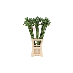 Lucky Bamboo Spiraal 90