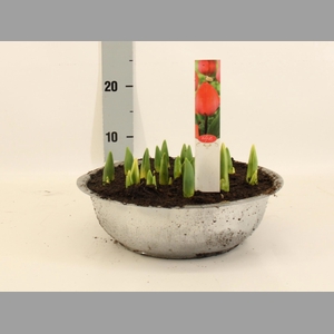 TUL DU ORAN PRINCESS