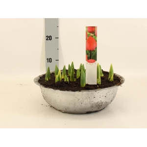 TUL DU ORAN PRINCESS