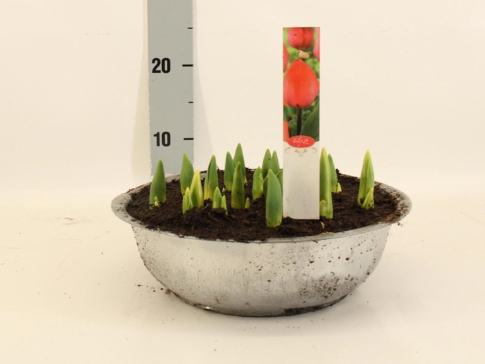 <h4>TUL DU ORAN PRINCESS</h4>